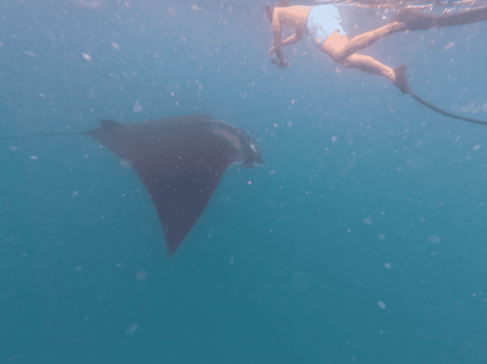 Underwater image of a man snorkeling next to a giant manta ray in the open ocean.